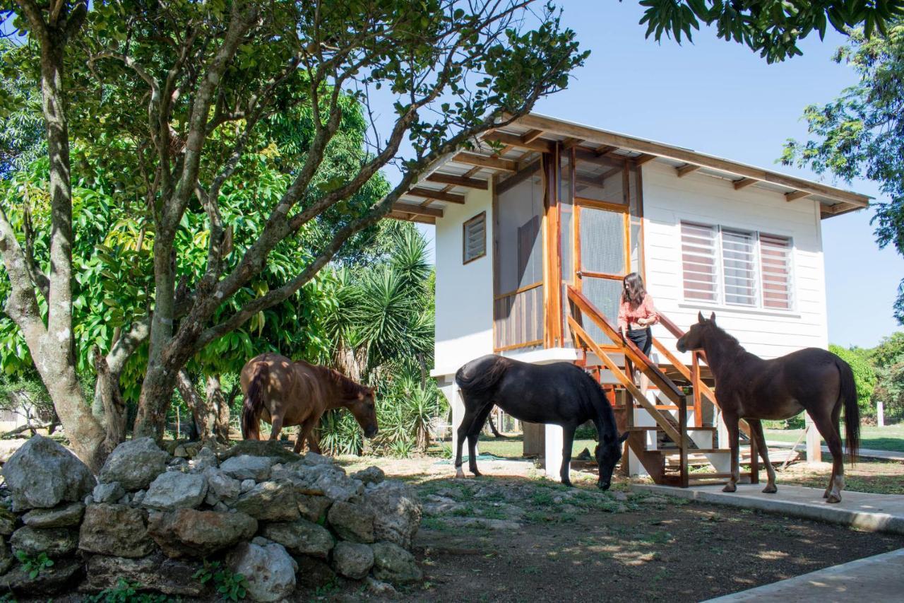 Horse Cottage Sarteneja Exterior photo