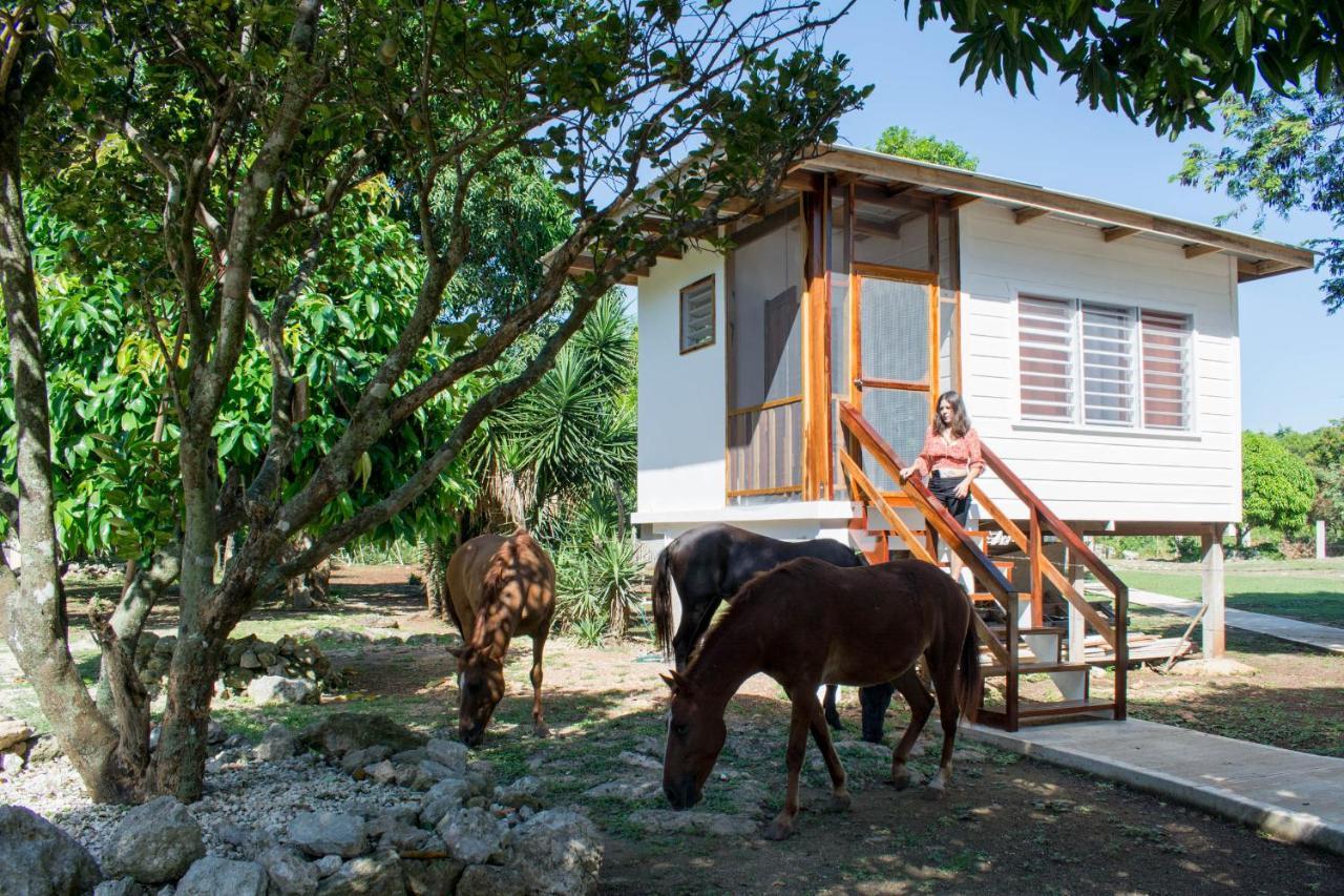 Horse Cottage Sarteneja Exterior photo