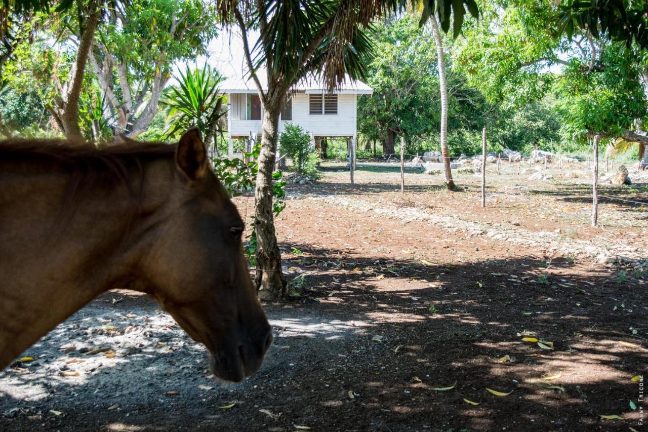Horse Cottage Sarteneja Exterior photo